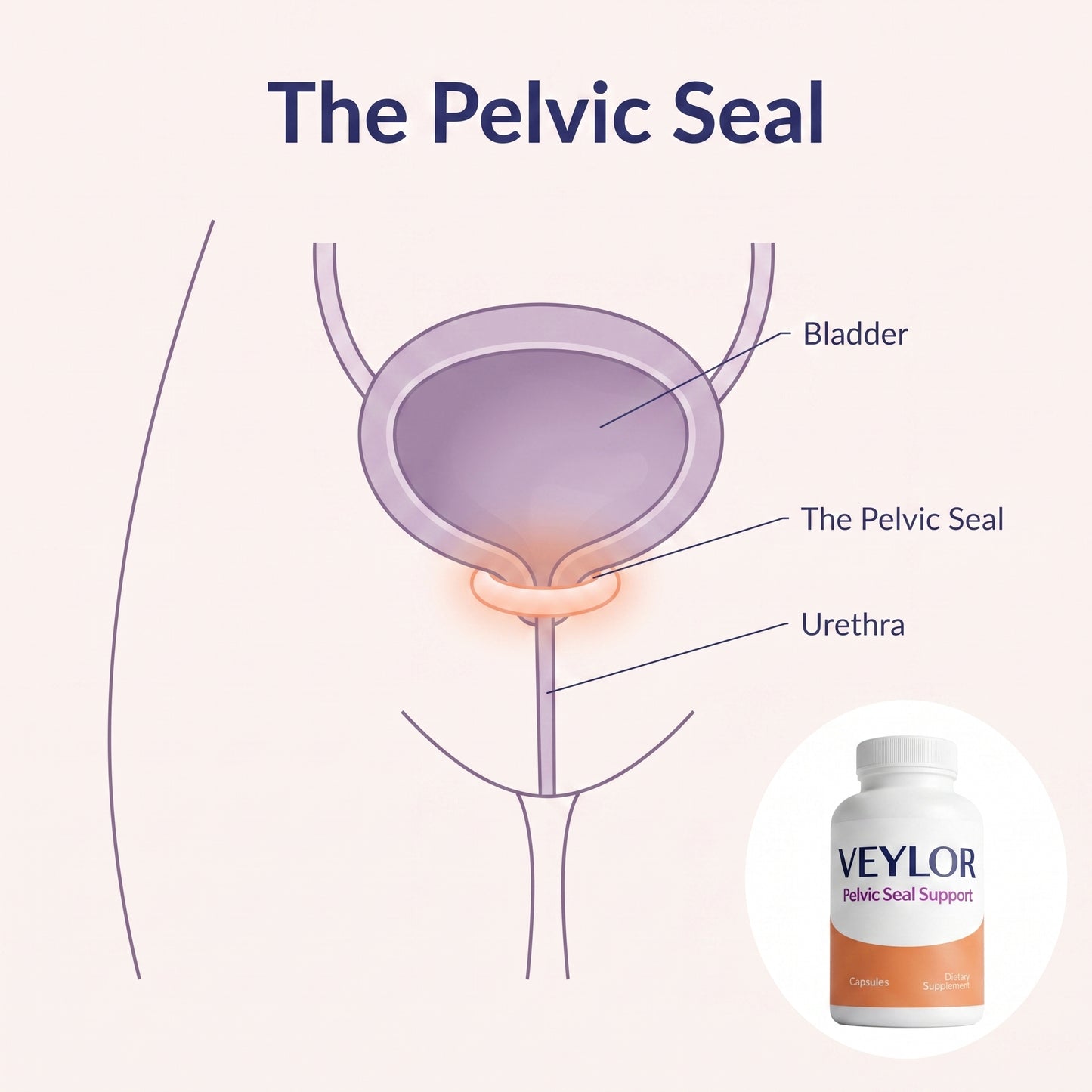 The pelvic seal at the bladder neck