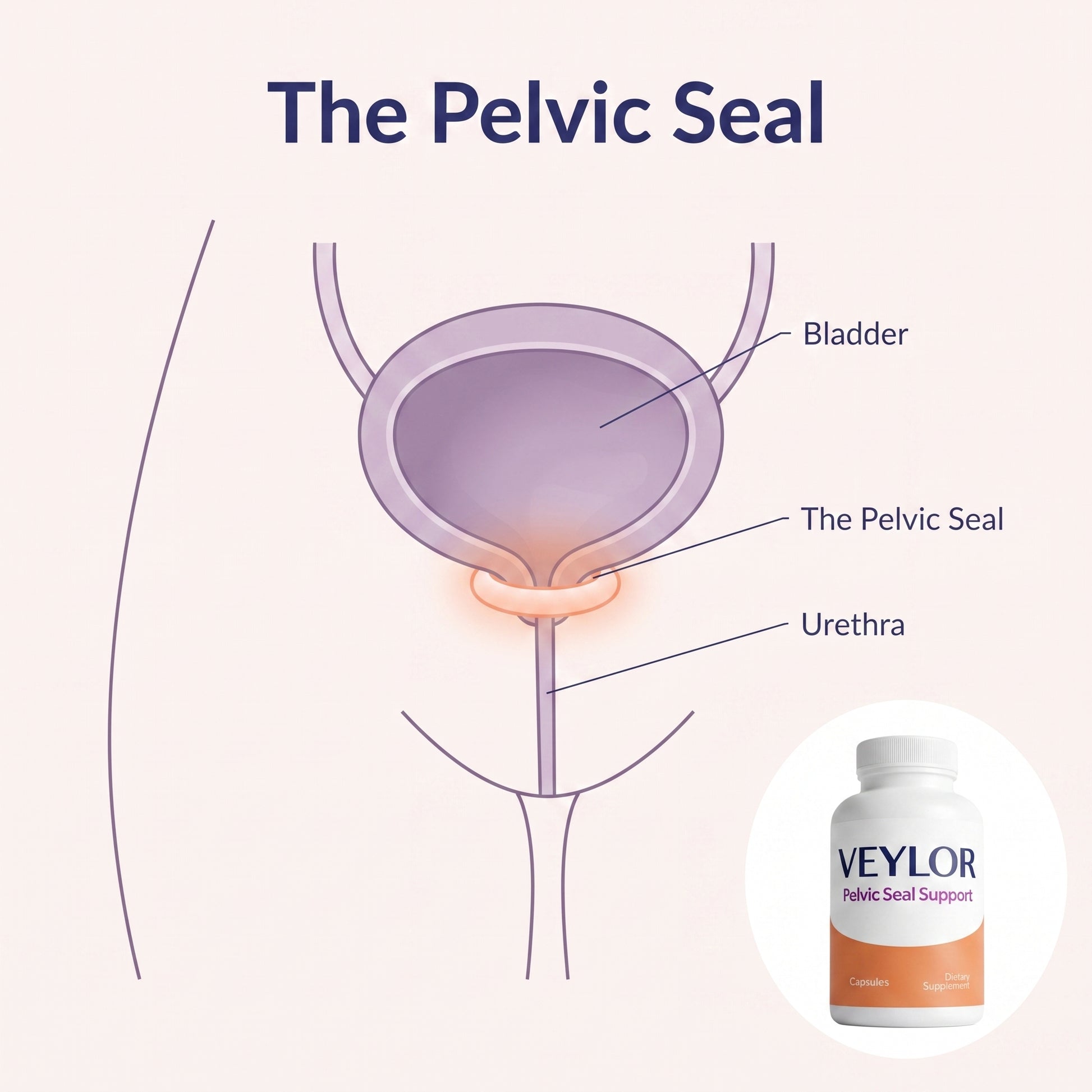 The pelvic seal at the bladder neck